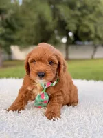 Robert  - Toy , a male Miniature Goldendoodle for sale in Frostproof, FL – 10 of 10