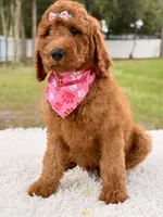 Precious F1b Standard Female , a female Goldendoodle for sale in Frostproof, FL – 6 of 10