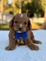Casper F1bb Toy Goldendoodle , a female Goldendoodle and Miniature Goldendoodle for sale in Frostproof, FL – 4 of 9