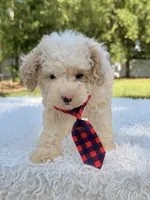 Galaxy , a male Miniature Bernedoodle for sale in Frostproof, FL – 9 of 10