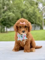 Rosie - Toy Goldendoodle , a female Miniature Goldendoodle for sale in Frostproof, FL – 9 of 9