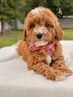 Ethan F1bb Mini Cavapoo , a male Cavapoo for sale in Frostproof, FL – 3 of 10