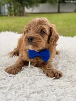 Simba - Micro Goldendoodle , a male Miniature Goldendoodle for sale in Frostproof, FL – 4 of 8