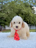 Gio - Mini Bernedoodle , a male Miniature Bernedoodle for sale in Frostproof, FL – 2 of 8