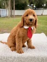 Peanut, a male Goldendoodle for sale in Frostproof, FL – 7 of 9