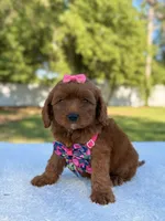 Rose - Micro, a female Miniature Bernedoodle for sale in Frostproof, FL – 4 of 9
