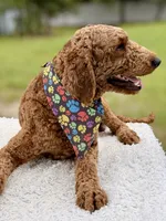Romeo F1b Standard , a male Goldendoodle for sale in Frostproof, FL – 2 of 6