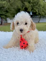 Gio - Mini Bernedoodle , a male Miniature Bernedoodle for sale in Frostproof, FL – 5 of 8