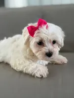 Princess , a female Morkie for sale in Frostproof, FL – 6 of 10
