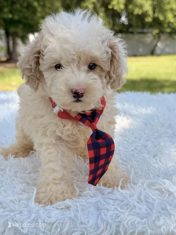 Galaxy  – Miniature Bernedoodle puppy for sale in Frostproof, FL