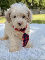 Galaxy , a male Miniature Bernedoodle for sale in Frostproof, FL – 1 of 10