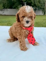 Eddie - F1bb Mini Cavapoo , a male Cavapoo for sale in Frostproof, FL – 6 of 10