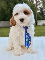 Enzo - F1bb Mini Cavapoo , a male Cavapoo for sale in Frostproof, FL – 7 of 10