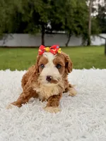 Rylee - toy , a female Miniature Goldendoodle for sale in Frostproof, FL – 6 of 7