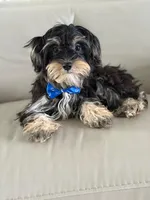 Joe, a male Morkie for sale in Frostproof, FL – 4 of 10