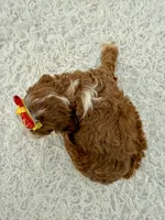 Rylee - toy , a female Miniature Goldendoodle for sale in Frostproof, FL – 5 of 7