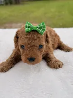 Sadie - Micro Goldendoodle , a female Miniature Goldendoodle for sale in Frostproof, FL – 4 of 4