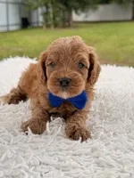 Simba - Micro Goldendoodle , a male Miniature Goldendoodle for sale in Frostproof, FL – 6 of 8