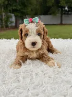 Romy - Toy , a female Miniature Goldendoodle for sale in Frostproof, FL – 1 of 10