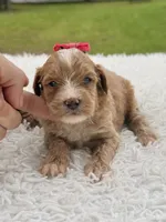 Sky - F1bb Micro Goldendoodle , a female Miniature Goldendoodle for sale in Frostproof, FL – 6 of 8