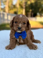 Casper F1bb Toy Goldendoodle , a female Goldendoodle and Miniature Goldendoodle for sale in Frostproof, FL – 8 of 9
