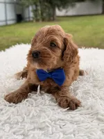 Simba - Micro Goldendoodle , a male Miniature Goldendoodle for sale in Frostproof, FL – 8 of 8