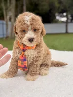 Denver - Toy Goldendoodle , a male Miniature Goldendoodle for sale in Frostproof, FL – 6 of 9