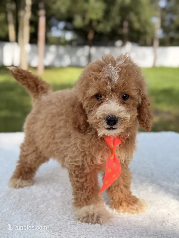 Sammy - F1bb Micro Goldendoodle  – Miniature Goldendoodle puppy for sale in Frostproof, FL