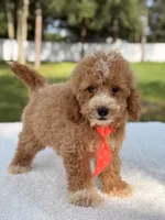 Sammy - F1bb Micro Goldendoodle , a male Miniature Goldendoodle for sale in Frostproof, FL – 1 of 8