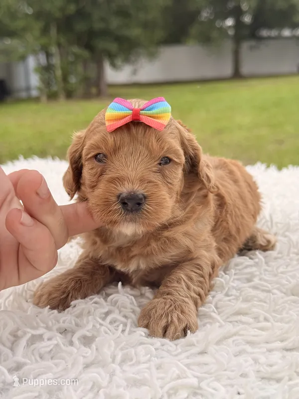 Sasha - F1bb Micro Goldendoodle  – Miniature Goldendoodle puppy for sale in Frostproof, FL