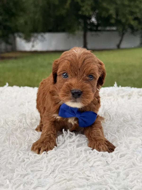 Robert  - Toy  – Miniature Goldendoodle puppy for sale in Frostproof, FL