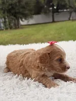 Sky - F1bb Micro Goldendoodle , a female Miniature Goldendoodle for sale in Frostproof, FL – 7 of 8