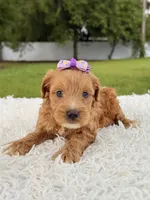 Reese - Toy , a female Miniature Goldendoodle for sale in Frostproof, FL – 3 of 8