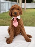 Eddie - F1b Stamdard Goldendoodle Male, a male Goldendoodle for sale in Frostproof, FL – 4 of 9