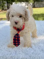 Galaxy , a male Miniature Bernedoodle for sale in Frostproof, FL – 7 of 10