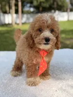 Sammy - F1bb Micro Goldendoodle , a male Miniature Goldendoodle for sale in Frostproof, FL – 3 of 8