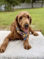 Romeo F1b Standard , a male Goldendoodle for sale in Frostproof, FL – 4 of 6