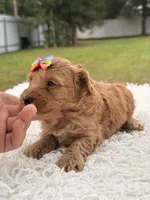 Sasha - F1bb Micro Goldendoodle , a female Miniature Goldendoodle for sale in Frostproof, FL – 3 of 9