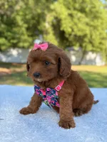 Rose - Micro, a female Miniature Bernedoodle for sale in Frostproof, FL – 8 of 9
