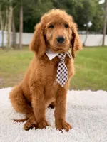 Peter F1b Standard Goldendoodle , a male Goldendoodle for sale in Frostproof, FL – 2 of 8