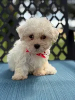 Sammy, a male Morkie for sale in Frostproof, FL – 1 of 6