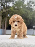 Denver - Toy Goldendoodle , a male Miniature Goldendoodle for sale in Frostproof, FL – 7 of 9