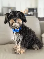 Joe, a male Morkie for sale in Frostproof, FL – 8 of 10