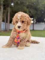 Denver - Toy Goldendoodle , a male Miniature Goldendoodle for sale in Frostproof, FL – 4 of 9