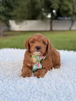 Robert  - Toy , a male Miniature Goldendoodle for sale in Frostproof, FL – 9 of 10