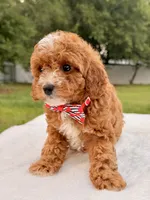 Ethan F1bb Mini Cavapoo , a male Cavapoo for sale in Frostproof, FL – 2 of 10