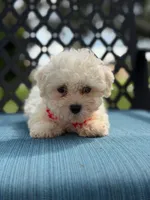 Sammy, a male Morkie for sale in Frostproof, FL – 5 of 6