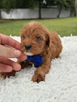 Robert  - Toy , a male Miniature Goldendoodle for sale in Frostproof, FL – 7 of 7