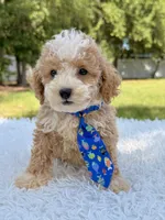 Goofy - Mini Bernedoodle , a male Miniature Bernedoodle for sale in Frostproof, FL – 4 of 10