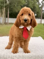 Peanut, a male Goldendoodle for sale in Frostproof, FL – 3 of 9